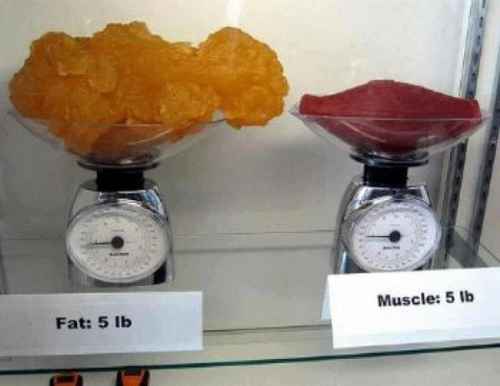 Fett Muskel Vergleich