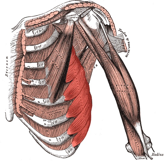 Anatomie des Serratus anterior: fingerförmiger Ursprung an Rippen 1-9 mit Ansatz am medialen Schulterblattrand (Gray's Anatomy)